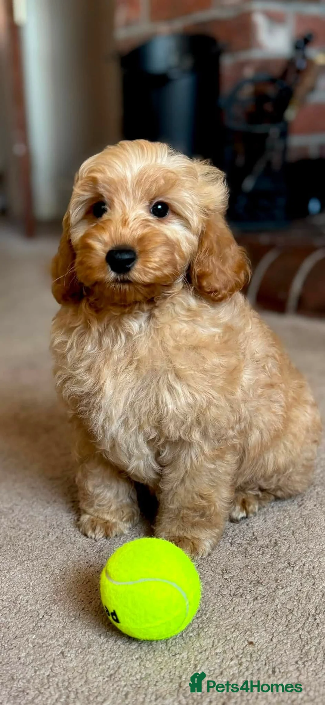 Cockapoo dogs for sale: F1b Teddy Bear Cockapoos Ready Now - Advert 1