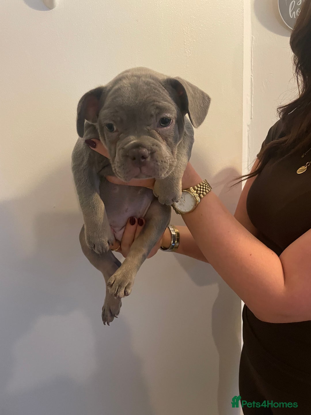 French Bulldog dogs for sale: French bulldog pups - Advert 6