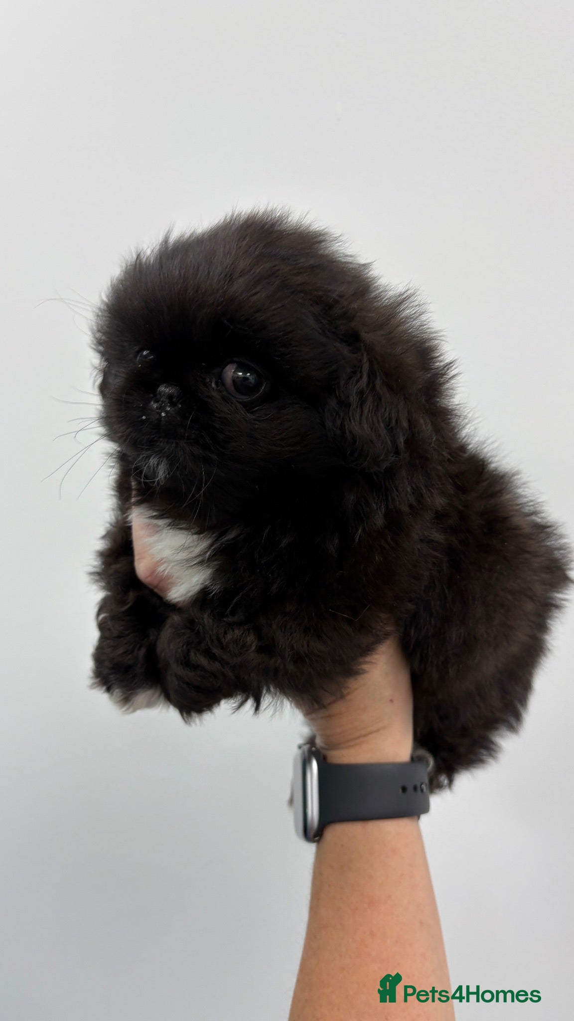 Pekingese dogs 💙 ‘PRETTYPEKE’S’ 💙 MALES AVAILABLE 💙 - Advert 4