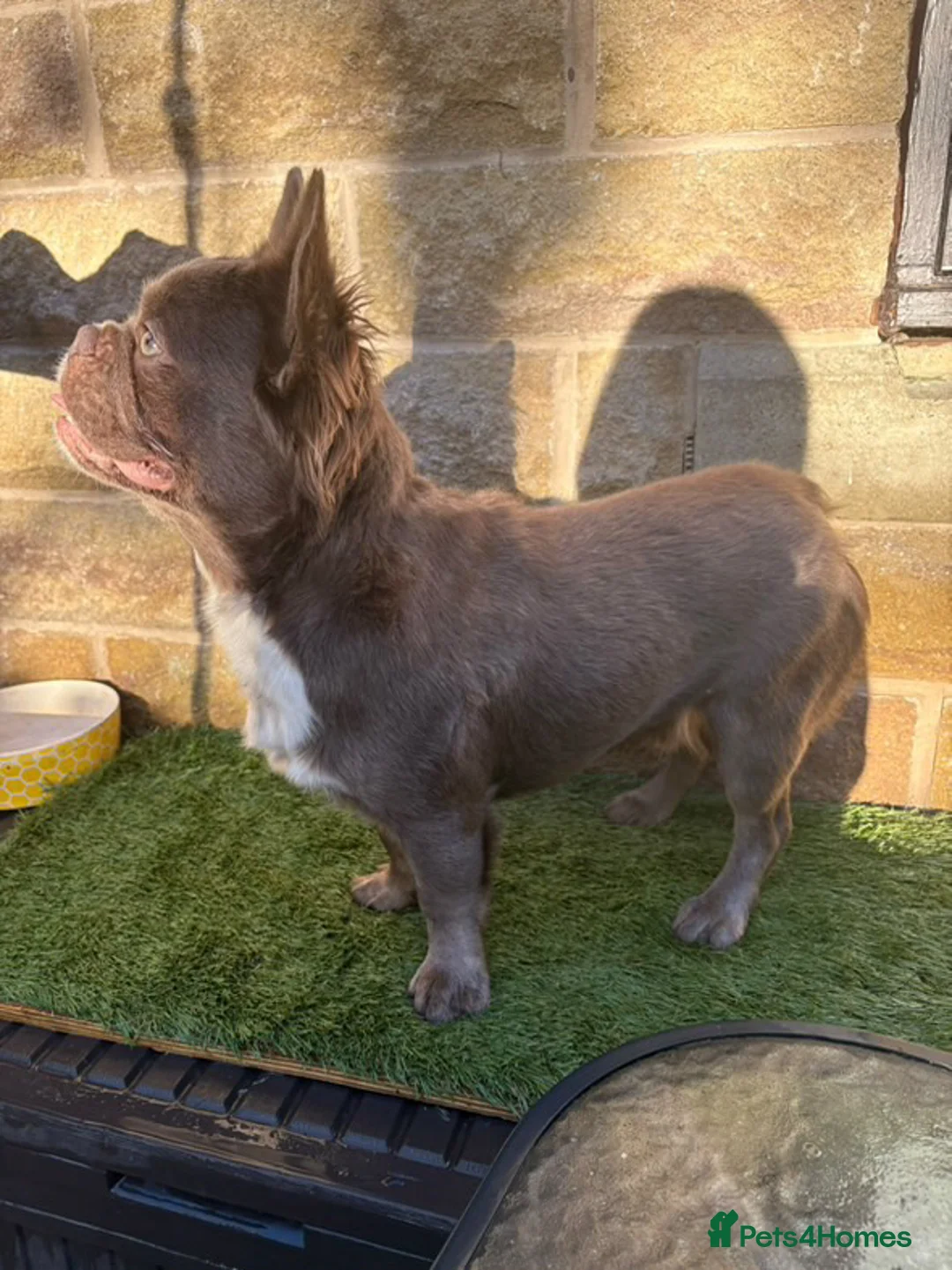 French Bulldog dogs for stud: Stud  in Halifax - Advert 6