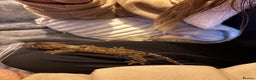 Gecko reptiles for sale: Male Mossy Gecko (Chahoua) - Advert 8