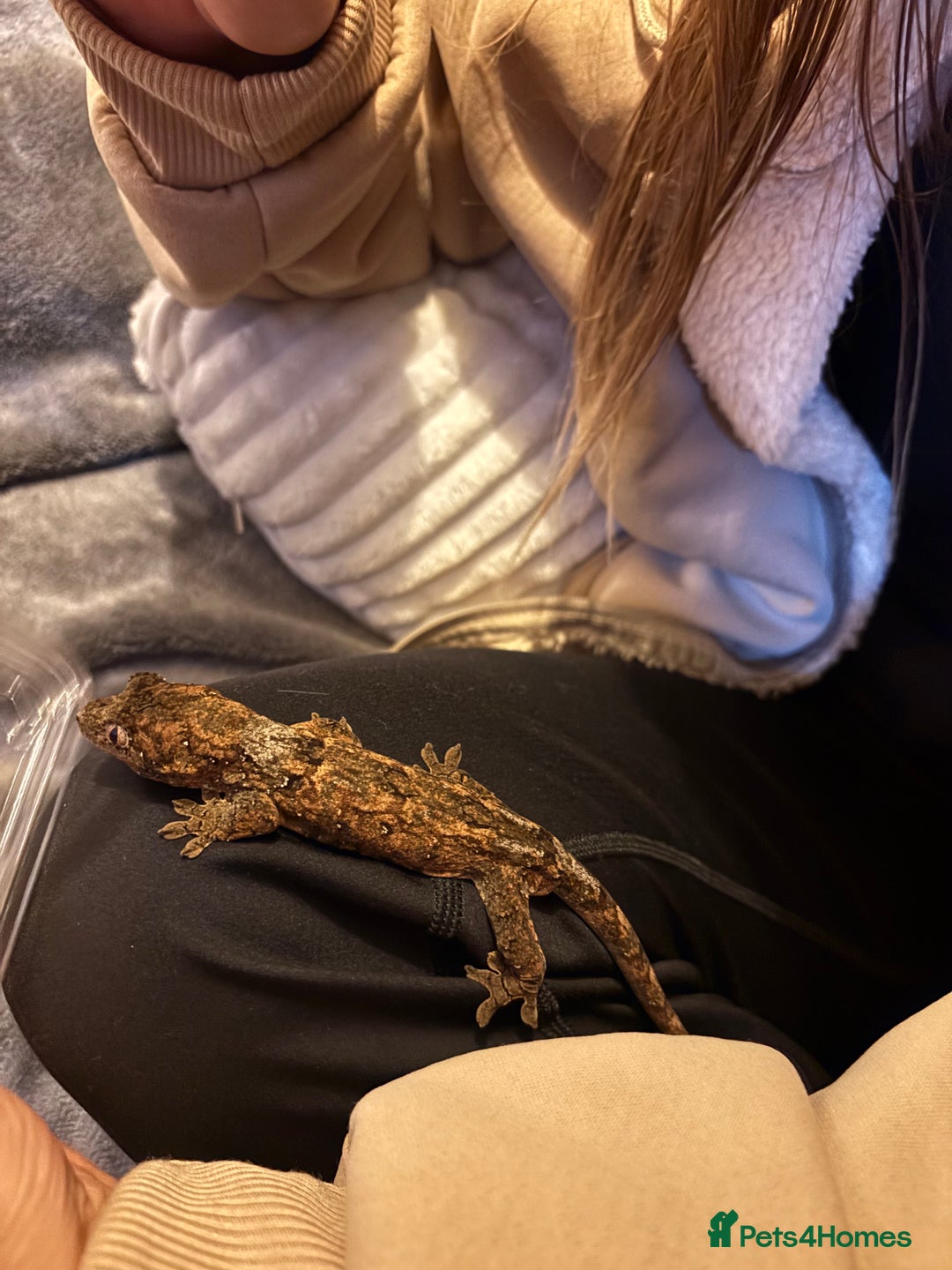 Gecko reptiles for sale: Male Mossy Gecko (Chahoua) - Advert 8