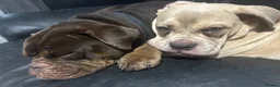 Olde English Bulldogge dogs for sale: Female Lilic olde English bulldog - Advert 2