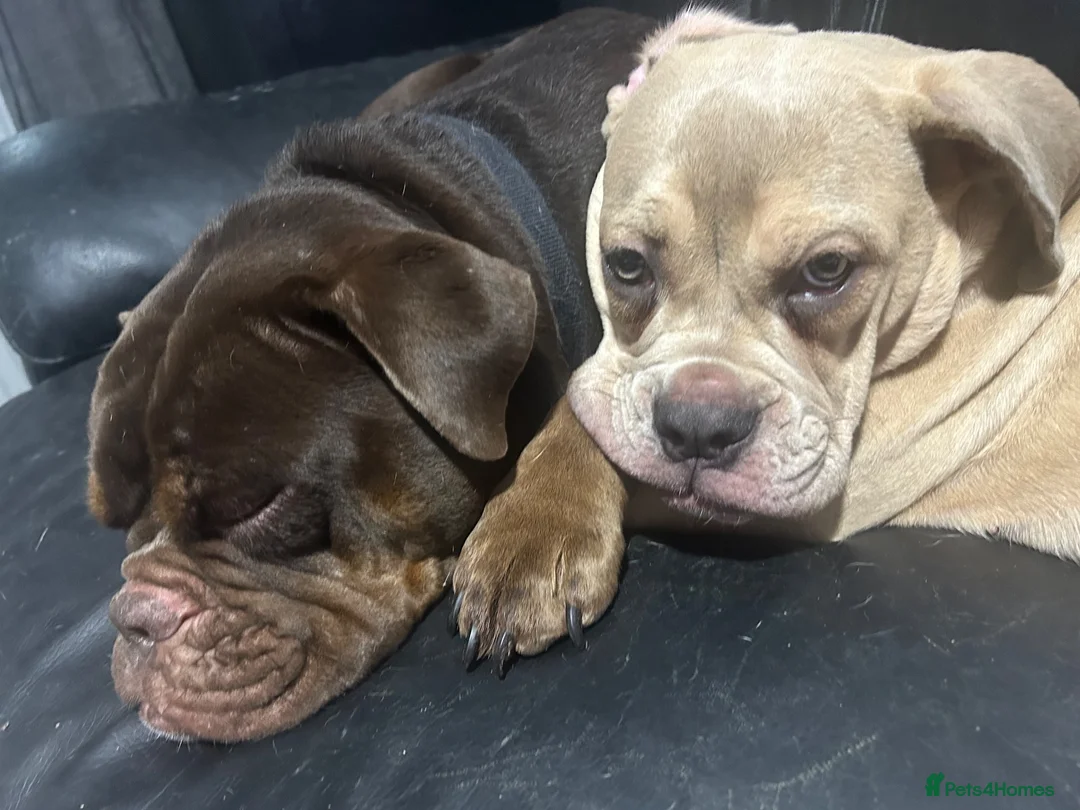 Olde English Bulldogge dogs for sale: Female Lilic olde English bulldog - Advert 2