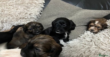 Mixed Breed dogs - Advert 5
