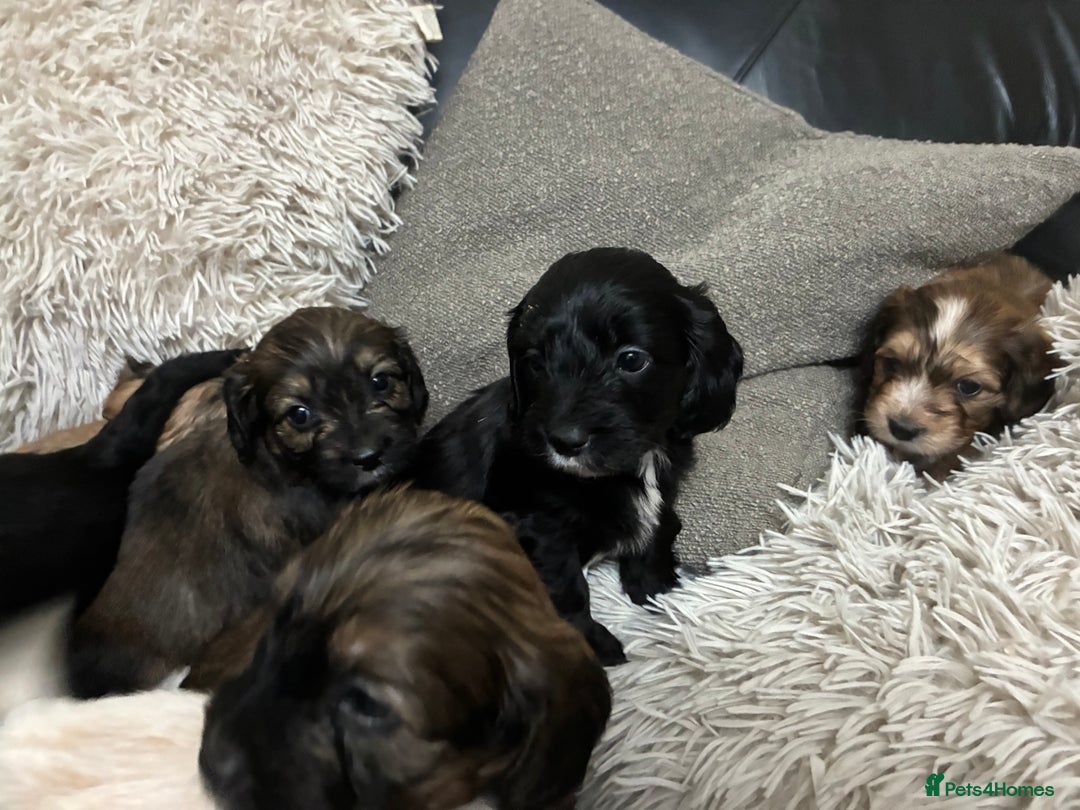 Mixed Breed dogs for sale: Adorable Cockerchons Fluffy, Low-Shed Wonders! - Image 2