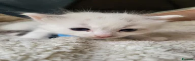 Ragdoll 4