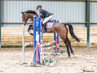 Other Breed horses 15.2hh 7 year old sports horse mare - Advert 1