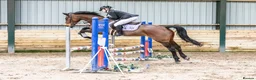 Other Breed horses for sale: 15.2hh 7 year old sports horse mare in Lampeter - Advert 1