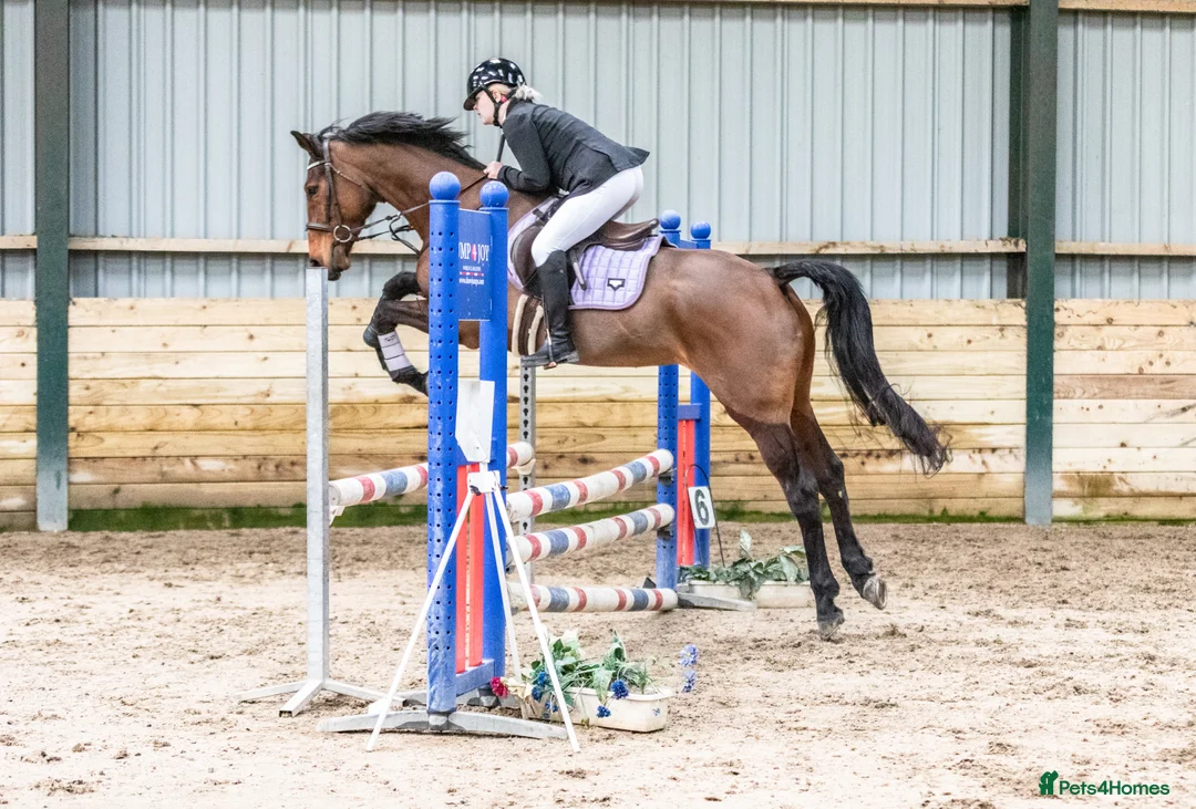 Other Breed horses for sale: 15.2hh 7 year old sports horse mare in Lampeter - Advert 1