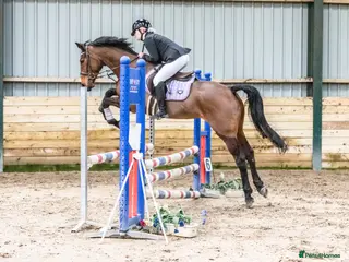 Other Breed horses 15.2hh 7 year old sports horse mare in Lampeter - Advert 13