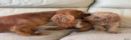Cavapoo dogs for sale: Beautiful Cavapoo Puppy’s  - Advert 6
