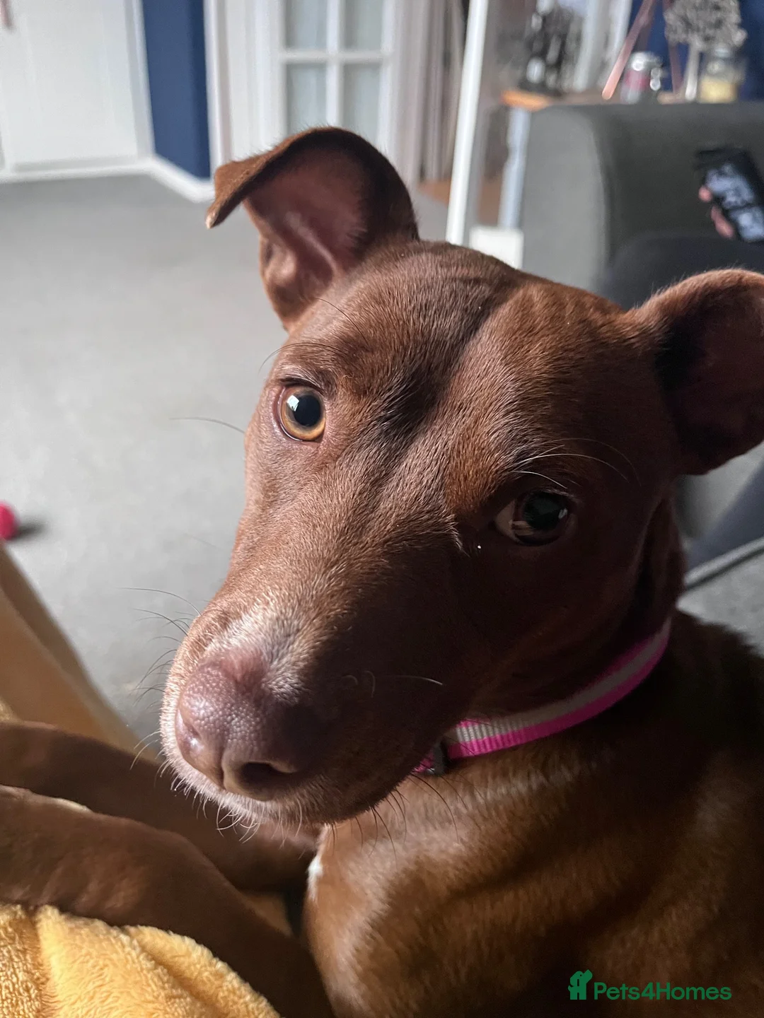 Mixed Breed dogs for sale: For Adoption ❤️ Dolly ❤️ Staffy x Patterdale  in Ibstock - Advert 2