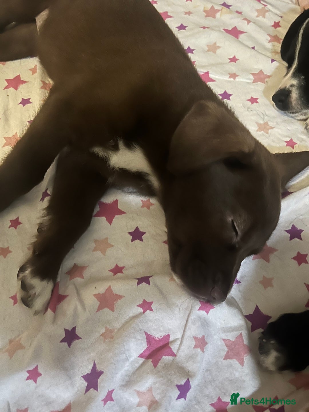 Mixed Breed dogs for sale: 🐾🐾🐾Siberian husky/french spaniel puppies 🐾🐾🐾 - Image 12