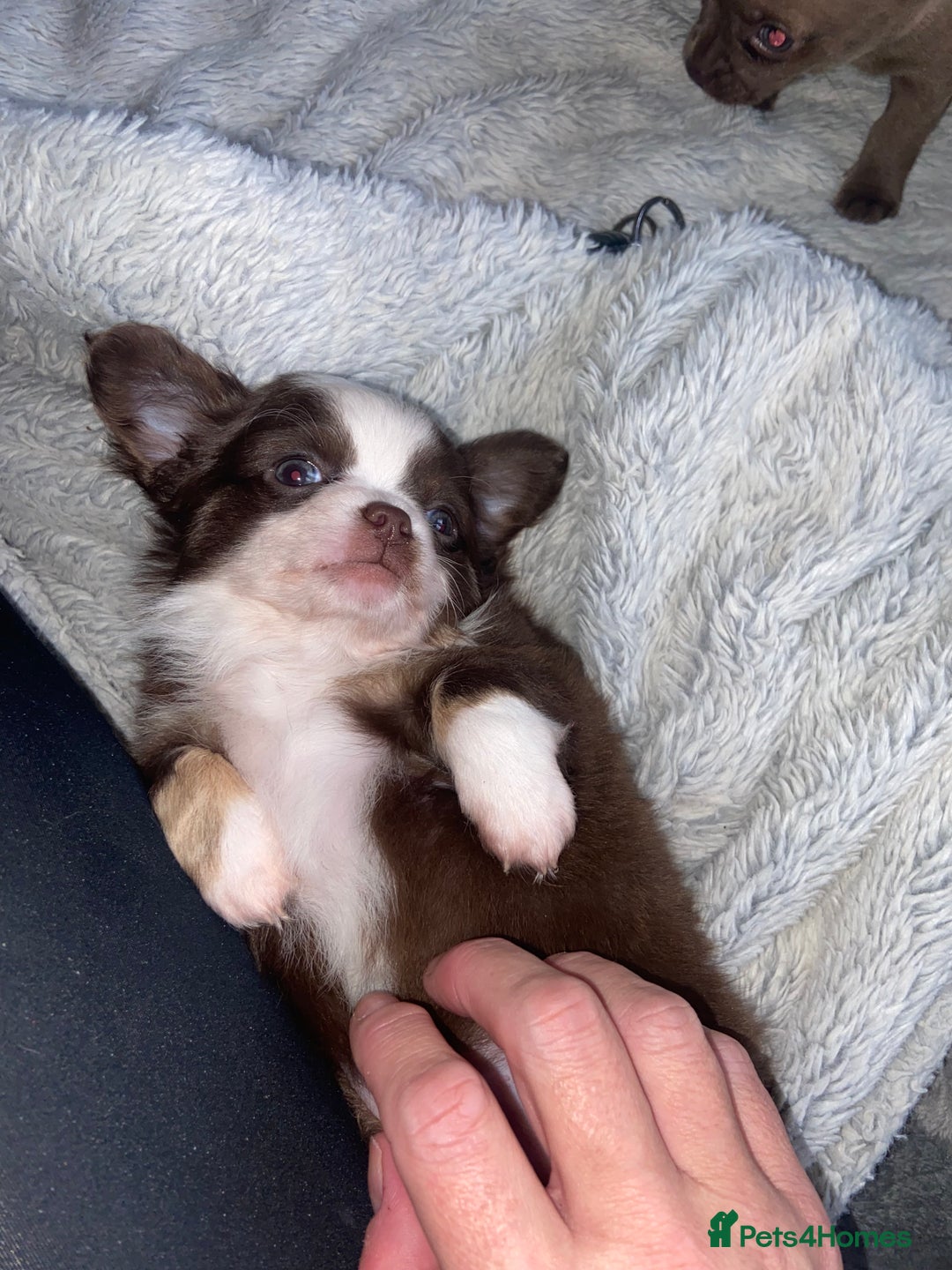Chihuahua dogs for sale: ❌❌❌ Stunning Long Coat Chihuahua ❌❌❌ - Image 1