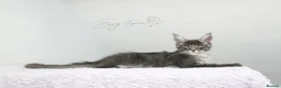 Maine Coon cats for sale:     Limited Summer Offer – Reduced Kitten Prices - Advert 2