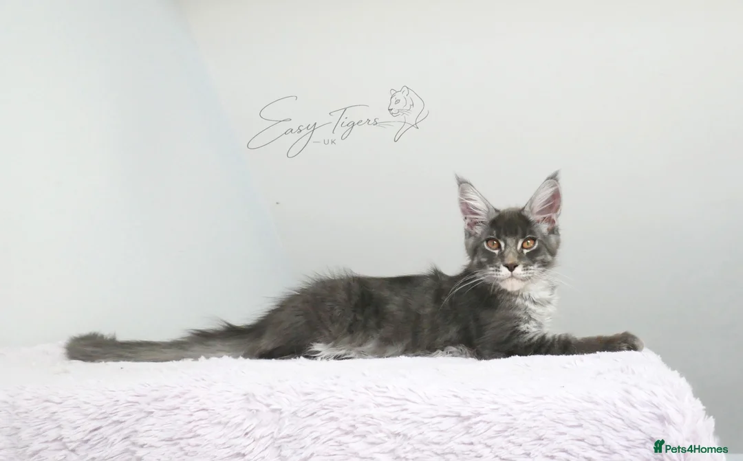 Maine Coon cats for sale:     Limited Summer Offer – Reduced Kitten Prices - Advert 2