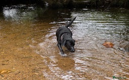 Labrador Retriever dogs for sale: Beautiful Labrador Retriever puppies - Image 22