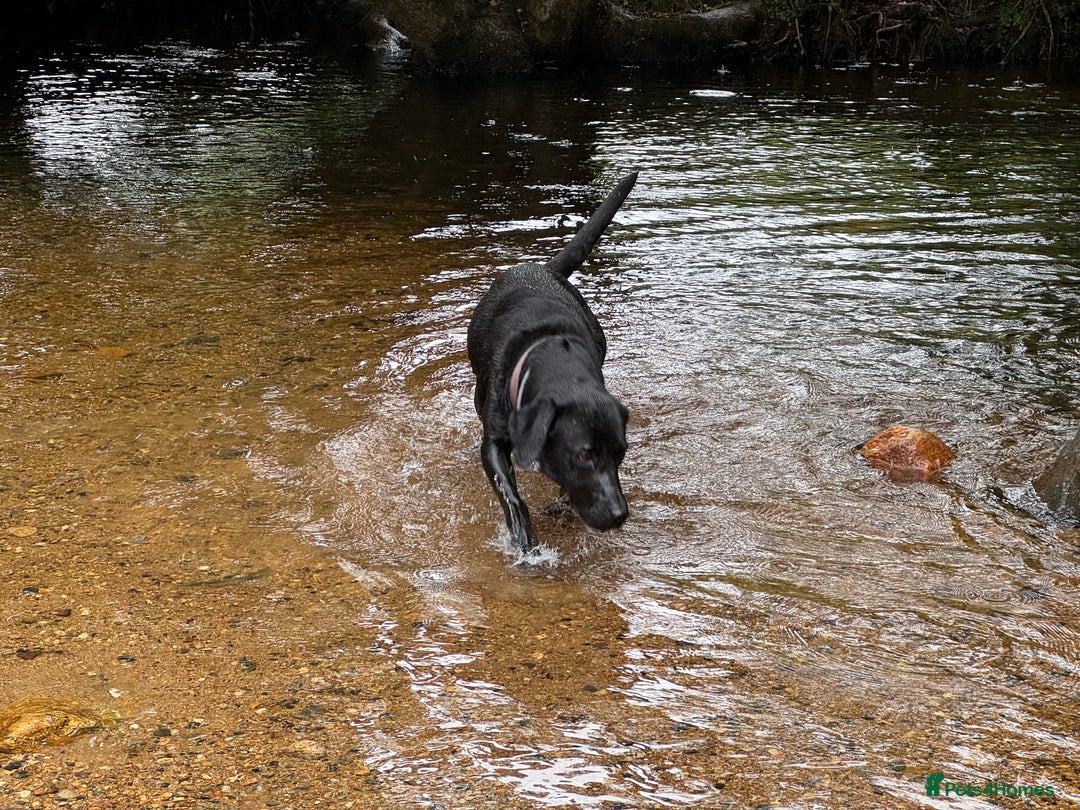 Labrador Retriever dogs for sale: Beautiful Labrador Retriever puppies - Image 22