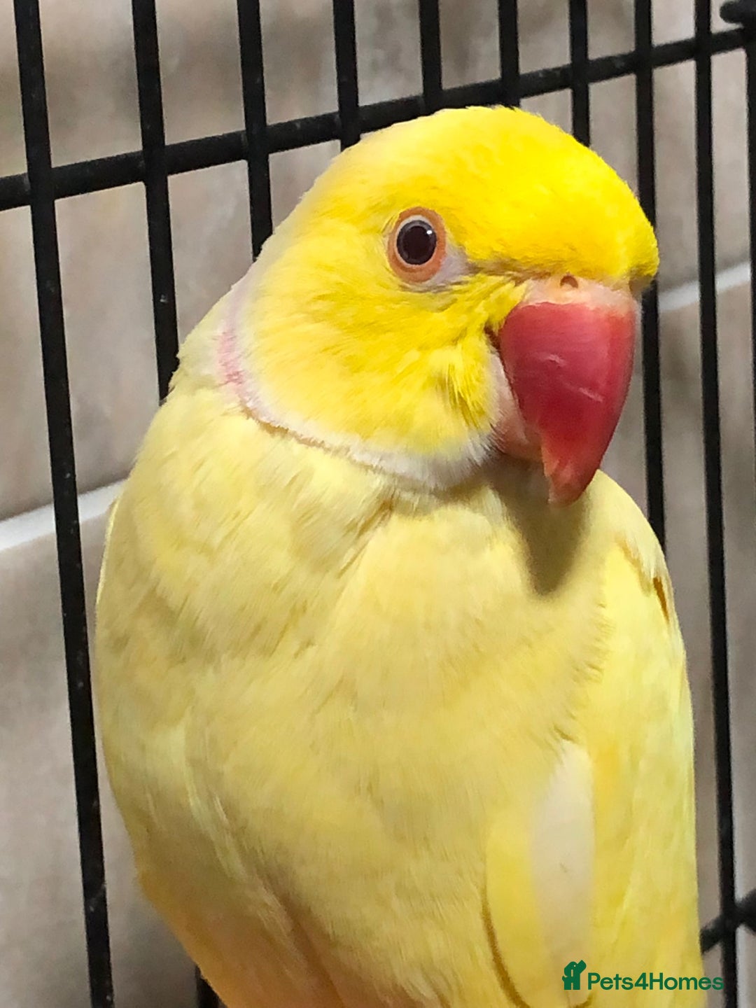 Mixed Breed birds for sale: Male lutino ringneck - Advert 3