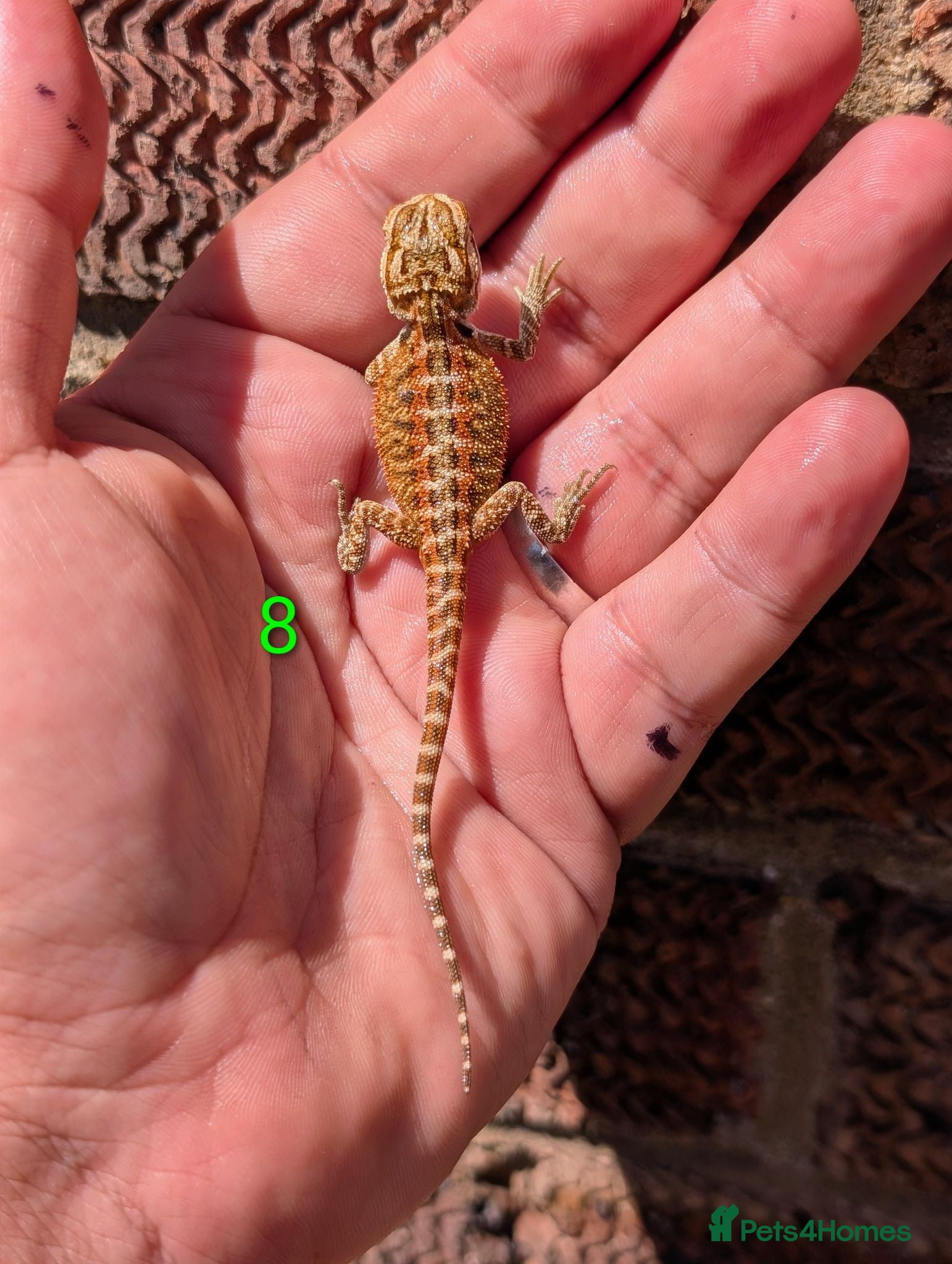Bearded Dragon reptiles Red baby available soon  - Advert 1