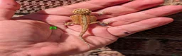 Bearded Dragon reptiles for sale: Red baby available soon  - Advert 1