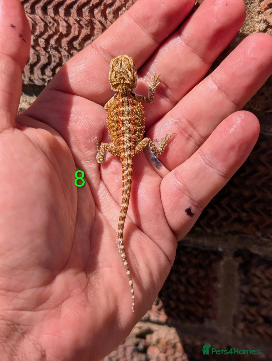 Bearded Dragon reptiles for sale: Red baby available soon  - Advert 1