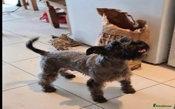 Miniature Schnauzer dogs for sale: Beautiful miniature shnauzers  - Image 4