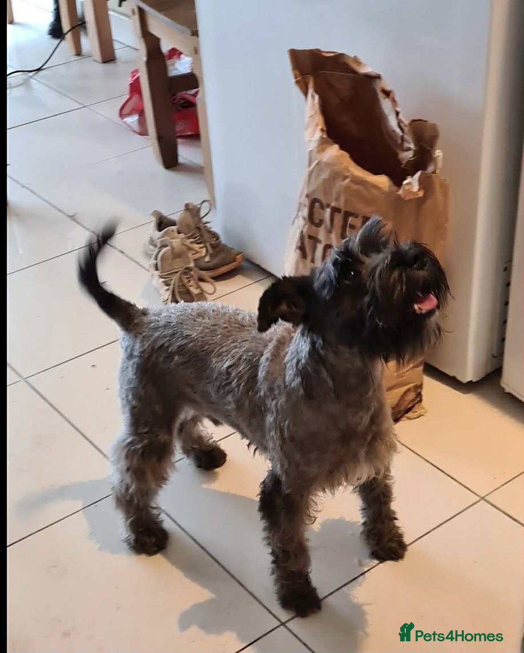 Miniature Schnauzer dogs for sale: Beautiful miniature shnauzers  - Image 4
