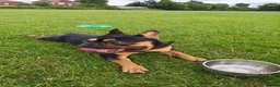 French Bulldog dogs for stud: French bulldog male for stud (black & tan) - Advert 5