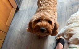 Labradoodle dogs for sale: Beautiful F1B Mini Labradoodles Hypoallergenic Red - Image 2