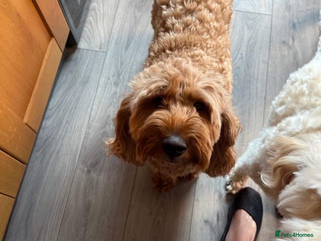 Labradoodle dogs for sale: Beautiful F1B Mini Labradoodles Hypoallergenic Red - Image 2