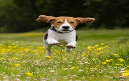 Beagle dogs for stud: Pedigree Beagle for Stud in Aldershot - Image 4