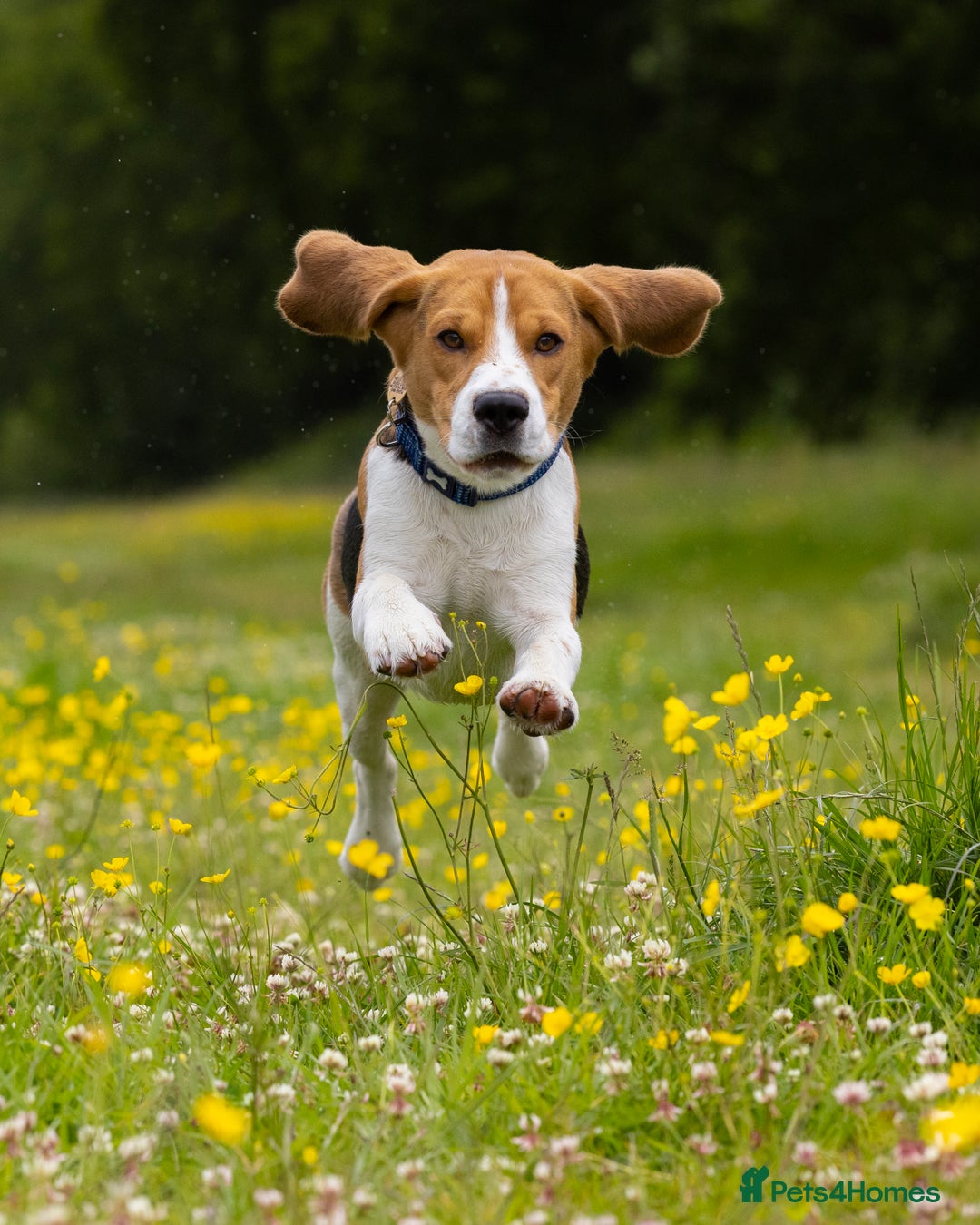 Beagle dogs for stud: Pedigree Beagle for Stud in Aldershot - Image 4