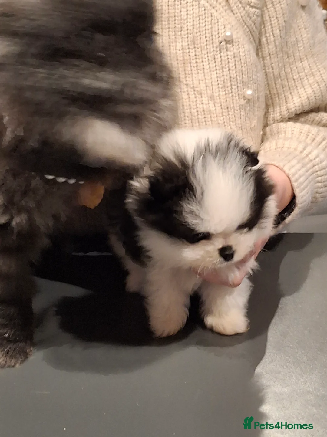 Pomeranian dogs for sale:  **  Pedigree  **  Girl Pomeranian in Port Talbot - Advert 5