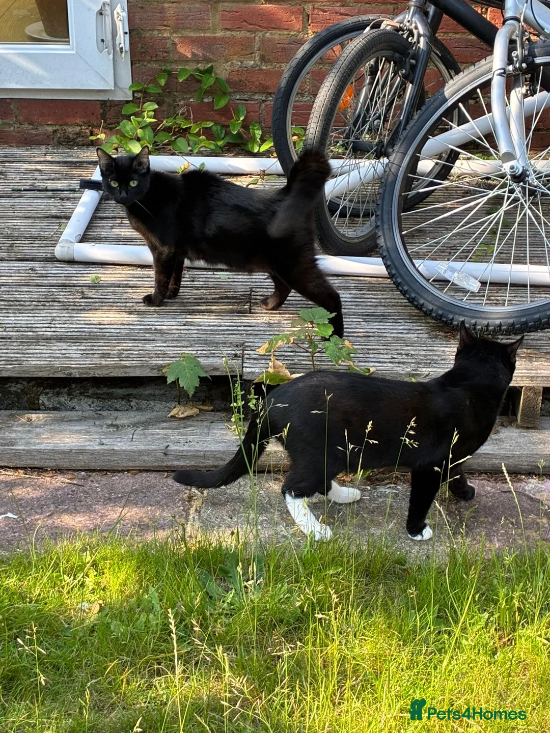 Mixed Breed cats for sale: Cats for Sale (Free) - Advert 2