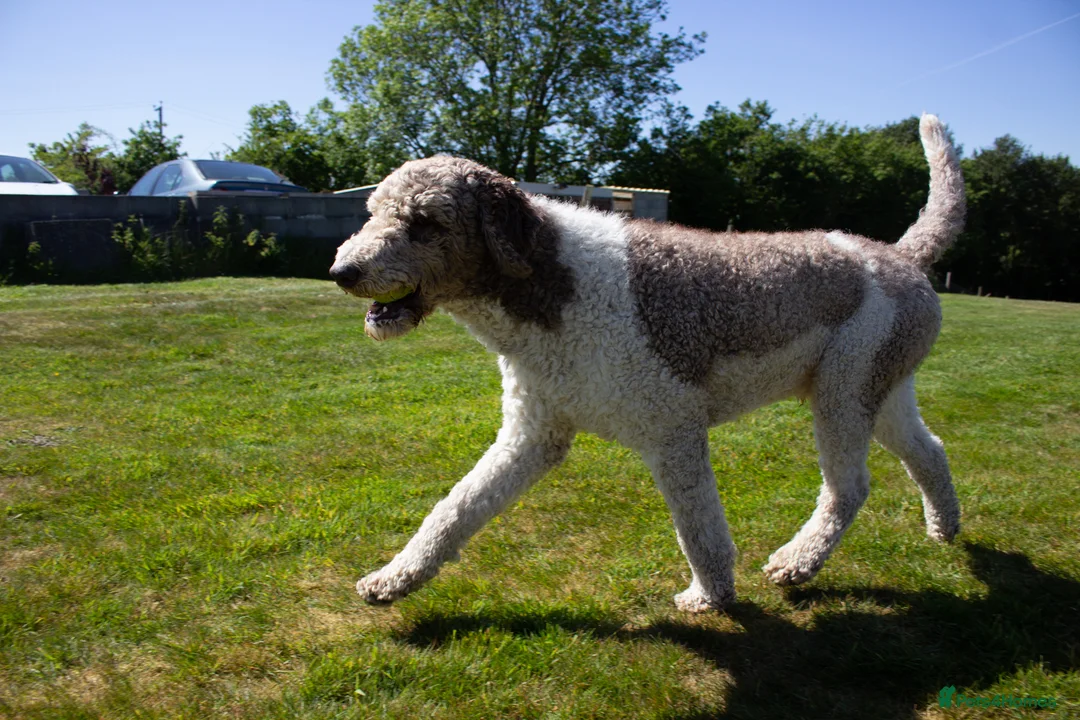 Labradoodle dogs for stud: Gorgeous Labradoodle Stud Dog in Llanelli - Advert 2