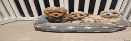 Maltipoo dogs for sale: Maltipoo F1 Toy Size, KC Parents, DNA Tested Clear - Advert 1