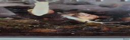 Snails invertebrates for sale: White Jade Giant African Land Snails 2 Months Old  in Southampton - Advert 4