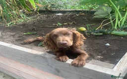 Cocker Spaniel dogs for stud: Cocker spaniel dog for stud  - Image 4