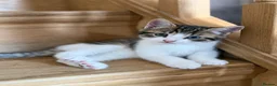 Mixed Breed cats for sale: Cute cats  - Advert 3