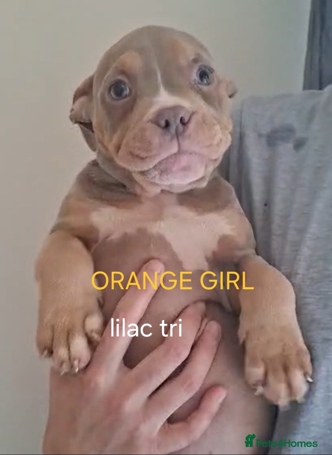 American Bulldog dogs for sale: Pocket bullie pups  - Image 7