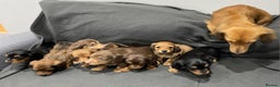 Miniature Dachshund dogs for sale: Quality KC Registered Mini Long-Haired Dachshunds  - Advert 3