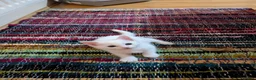 Mixed Breed cats for sale: Beautiful white kittens - Advert 6