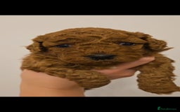 Cockapoo dogs for sale: Red Toy Cockapoo - Image 4