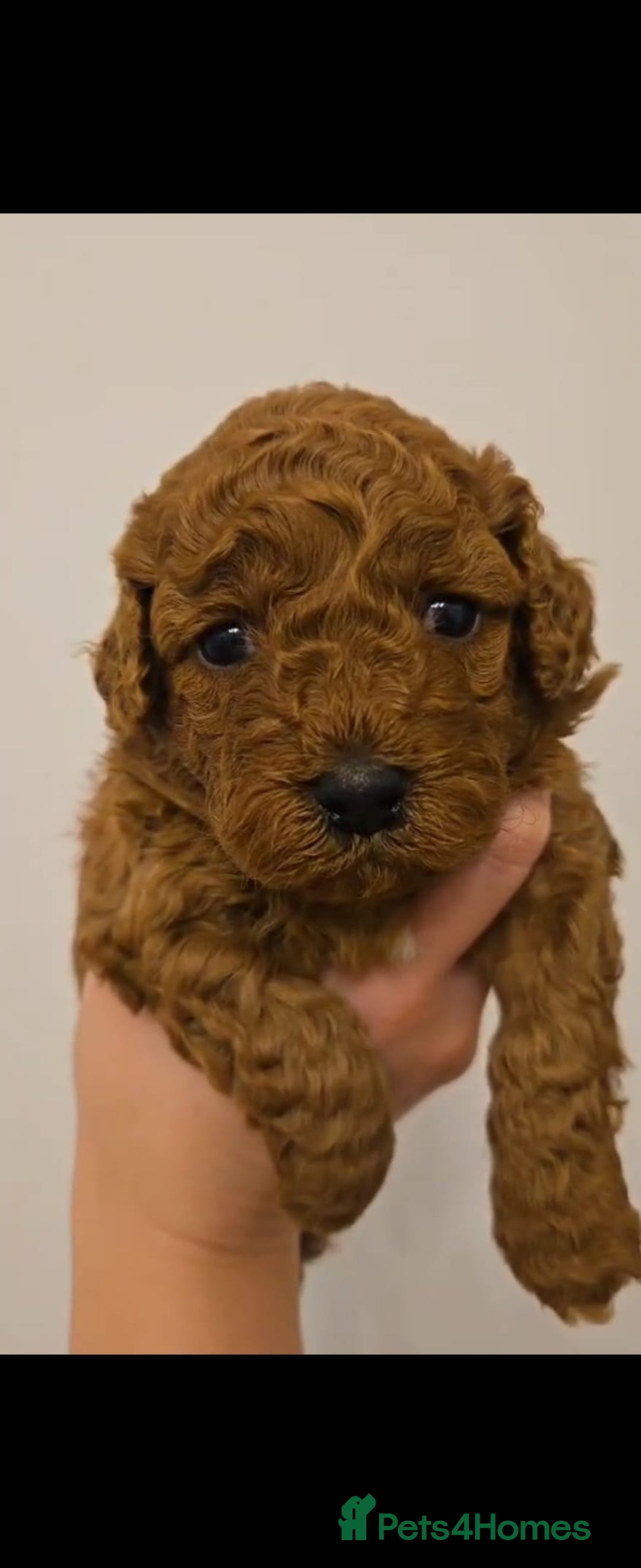 Cockapoo dogs for sale: Red Toy Cockapoo - Image 4