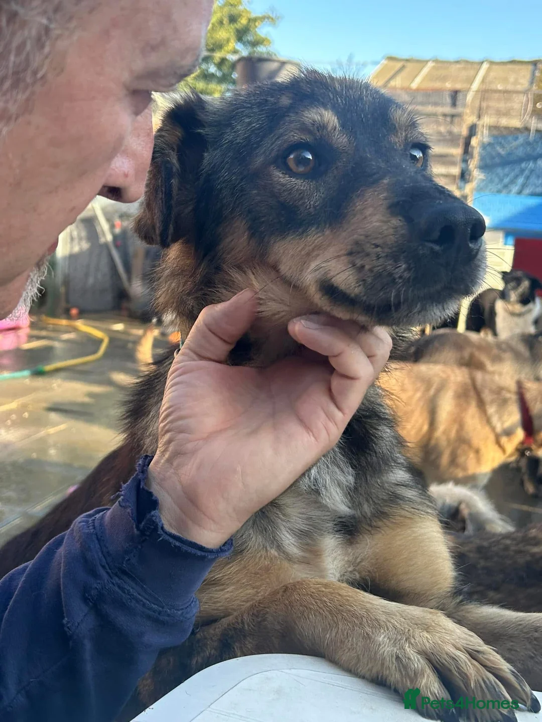 Mixed Breed dogs for adoption: Hovis - Norwich Norfolk  in Norwich - Advert 28