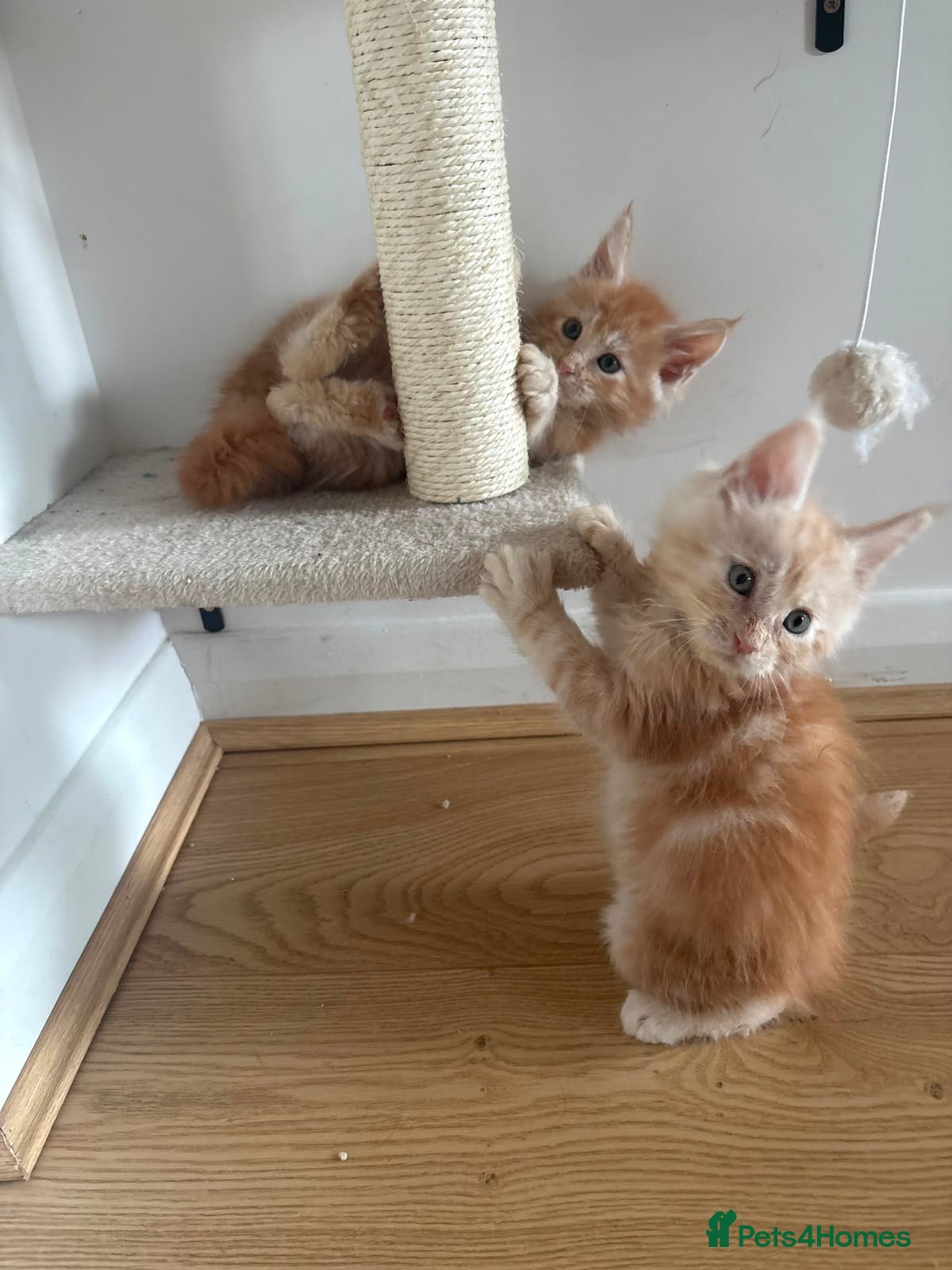 Maine Coon cats Ready Now: TICA Enabled Ginger Maine Coon Kittens  - Advert 2
