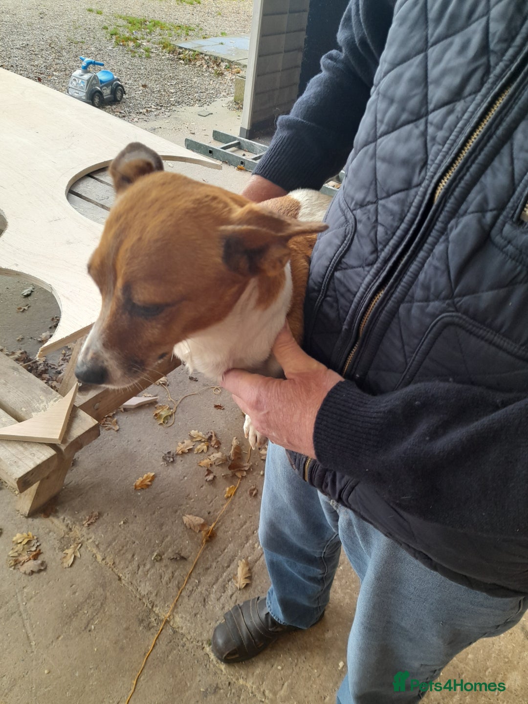 Jack Russell dogs for sale: Jack russel puppy  - Advert 7