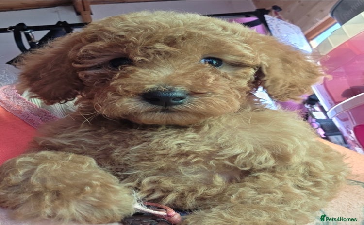 Miniature Poodle dogs - Advert 7